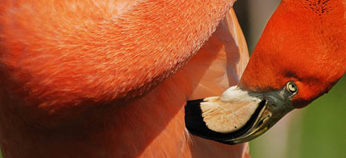 Kuba-Flamingos bei der Gefiederpflege