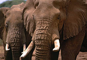 Eine Junggesellengruppe Afrikanischer Elefanten im Schatten einer Akazie
