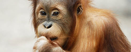 Orang-Utan-Kind: Gut gelaunt und immer bereit für einen Spaß