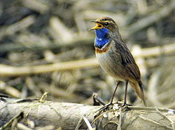 Blaukehlchen - Singendes Männchen