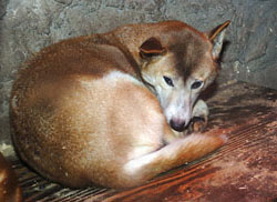 Neuguinea-Dingo-Hündin Tina schläft in ihrer Hütte